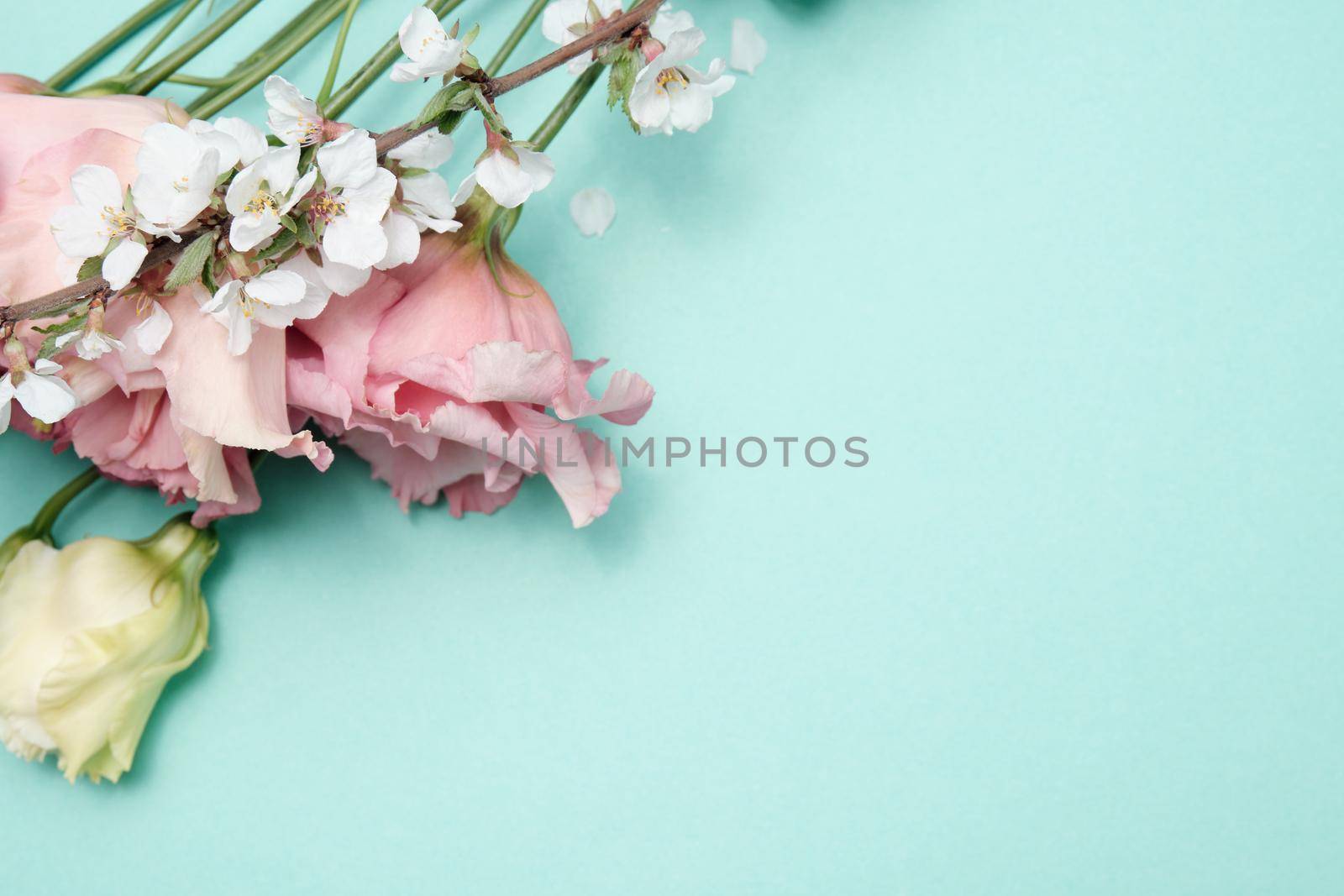 Spring flowers. Holiday card. White flowers of cherry on a blue and yellow background. Place for text, flat lay, top view, copy space