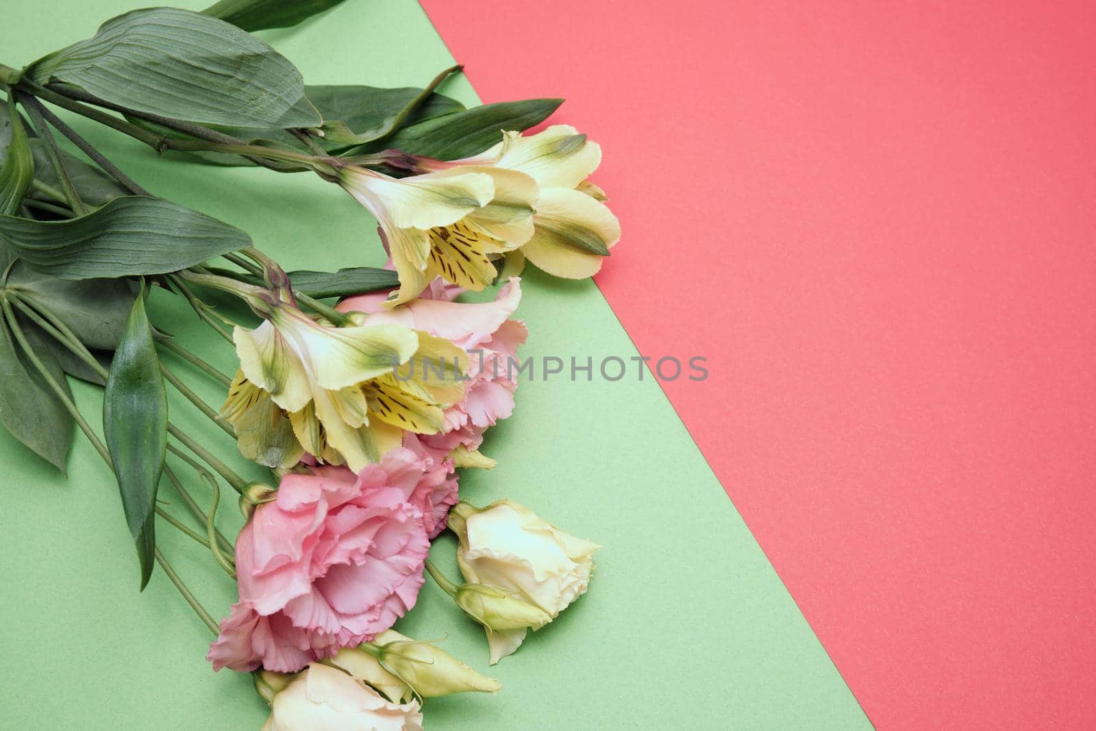 Spring flowers. Holiday card. White flowers of cherry on a blue and yellow background. Place for text, flat lay, top view, copy space