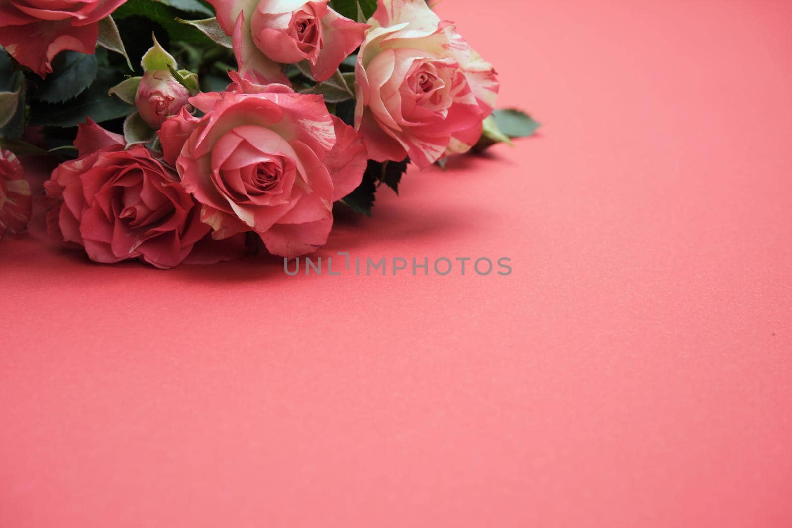 Spring flowers. Holiday card. White flowers of cherry on a blue and yellow background. Place for text, flat lay, top view, copy space