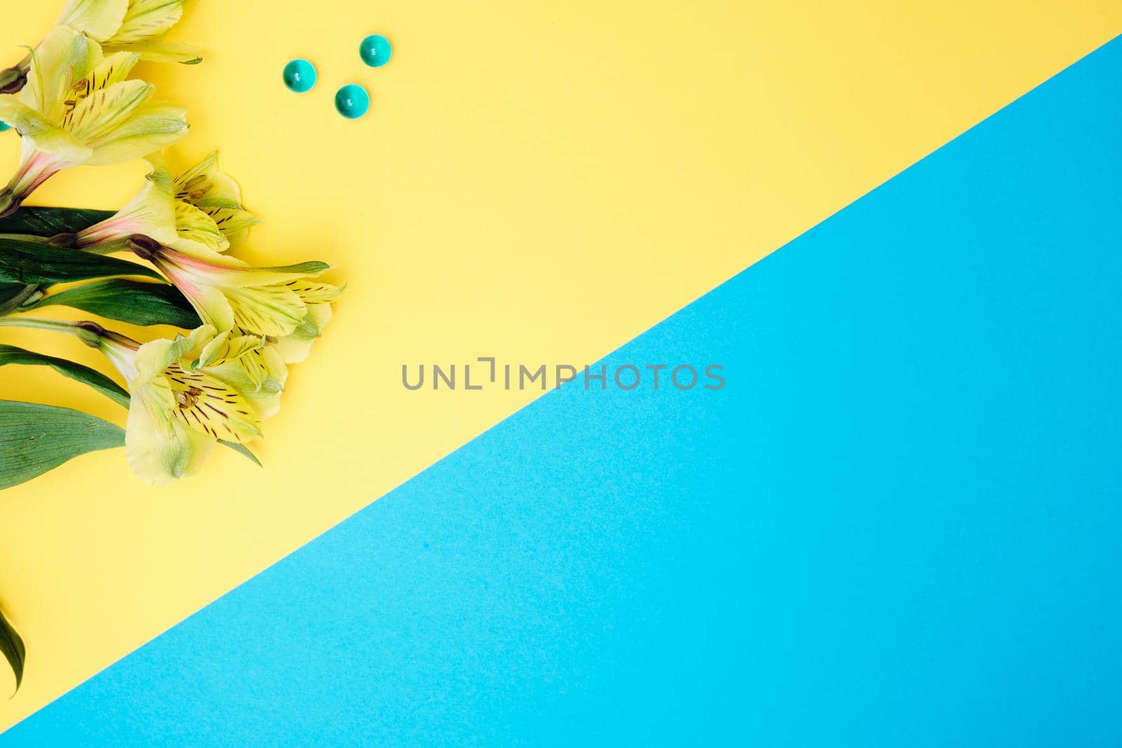 Spring flowers. Holiday card. White flowers of cherry on a blue and yellow background. Place for text, flat lay, top view, copy space