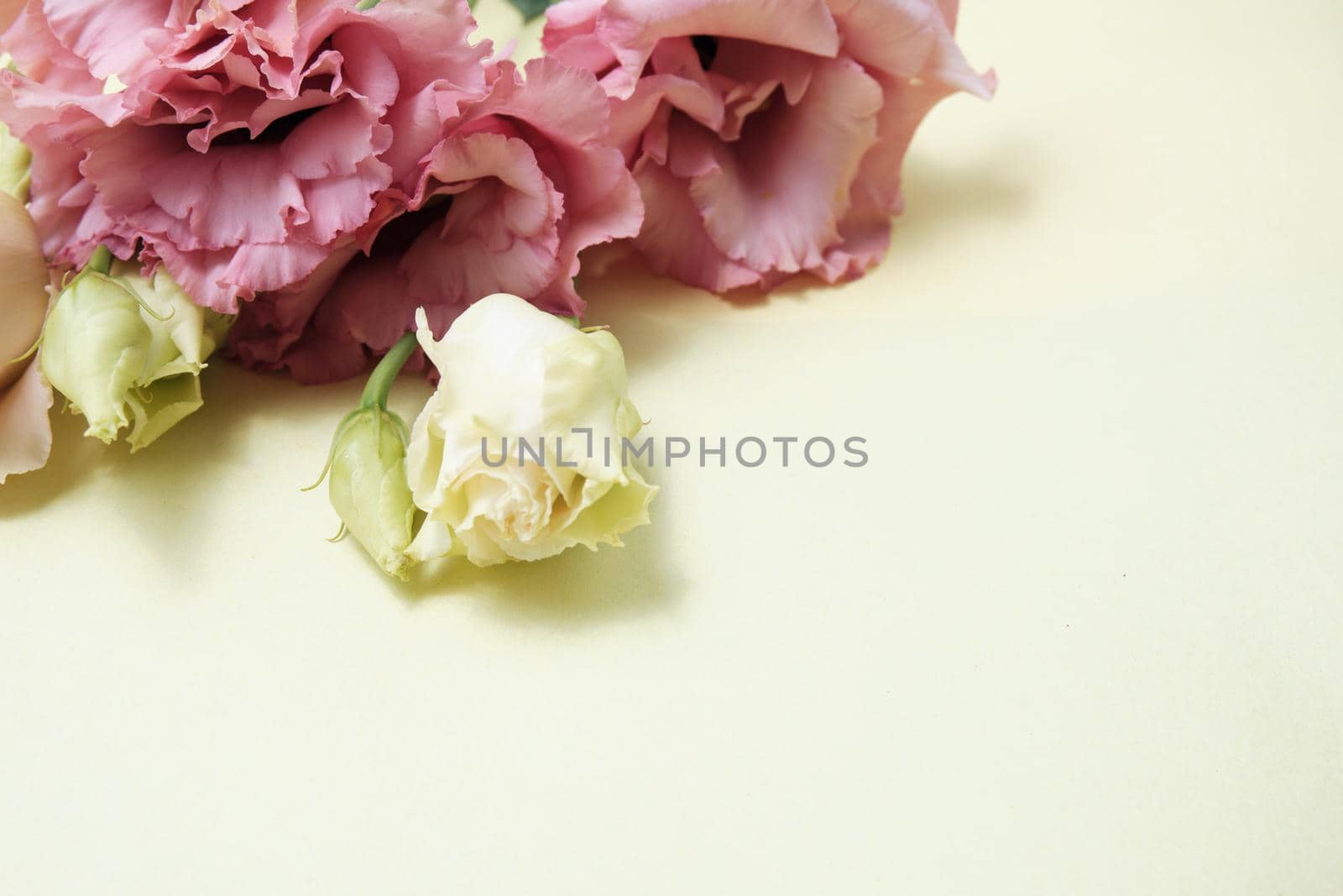 Spring flowers. Holiday card. White flowers of cherry on a blue and yellow background. Place for text, flat lay, top view, copy space