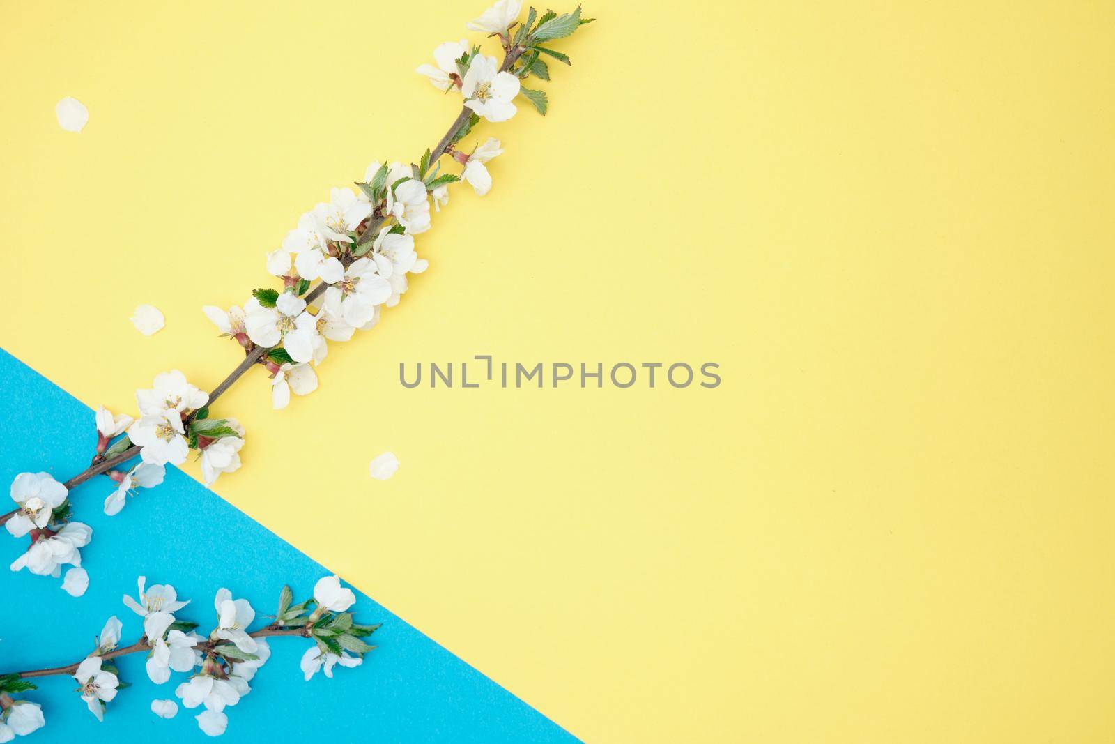 Spring flowers. White flowers of cherry on a blue background by vollirikan