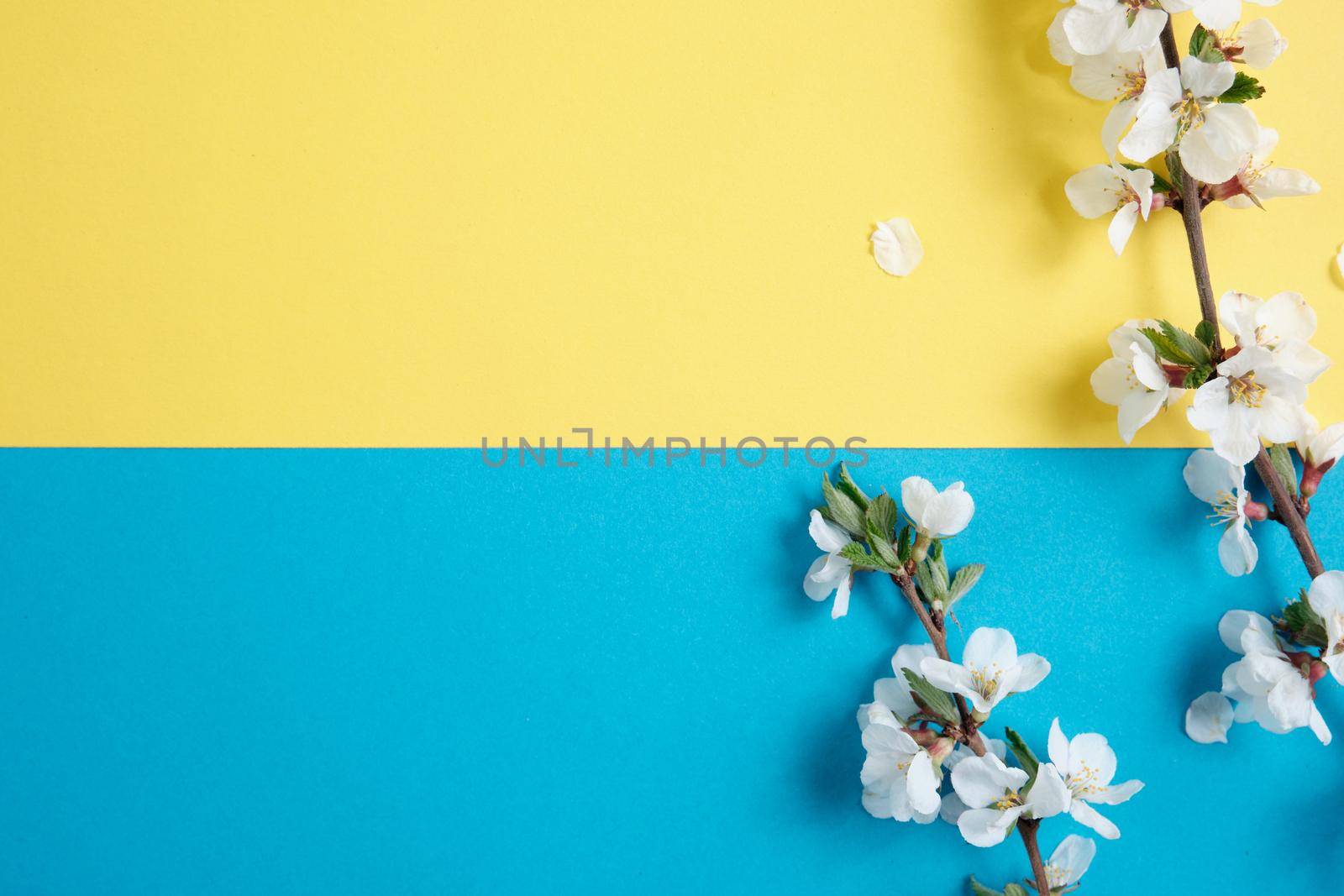 Spring flowers. Holiday card. White flowers of cherry on a blue and yellow background. Place for text, flat lay, top view, copy space