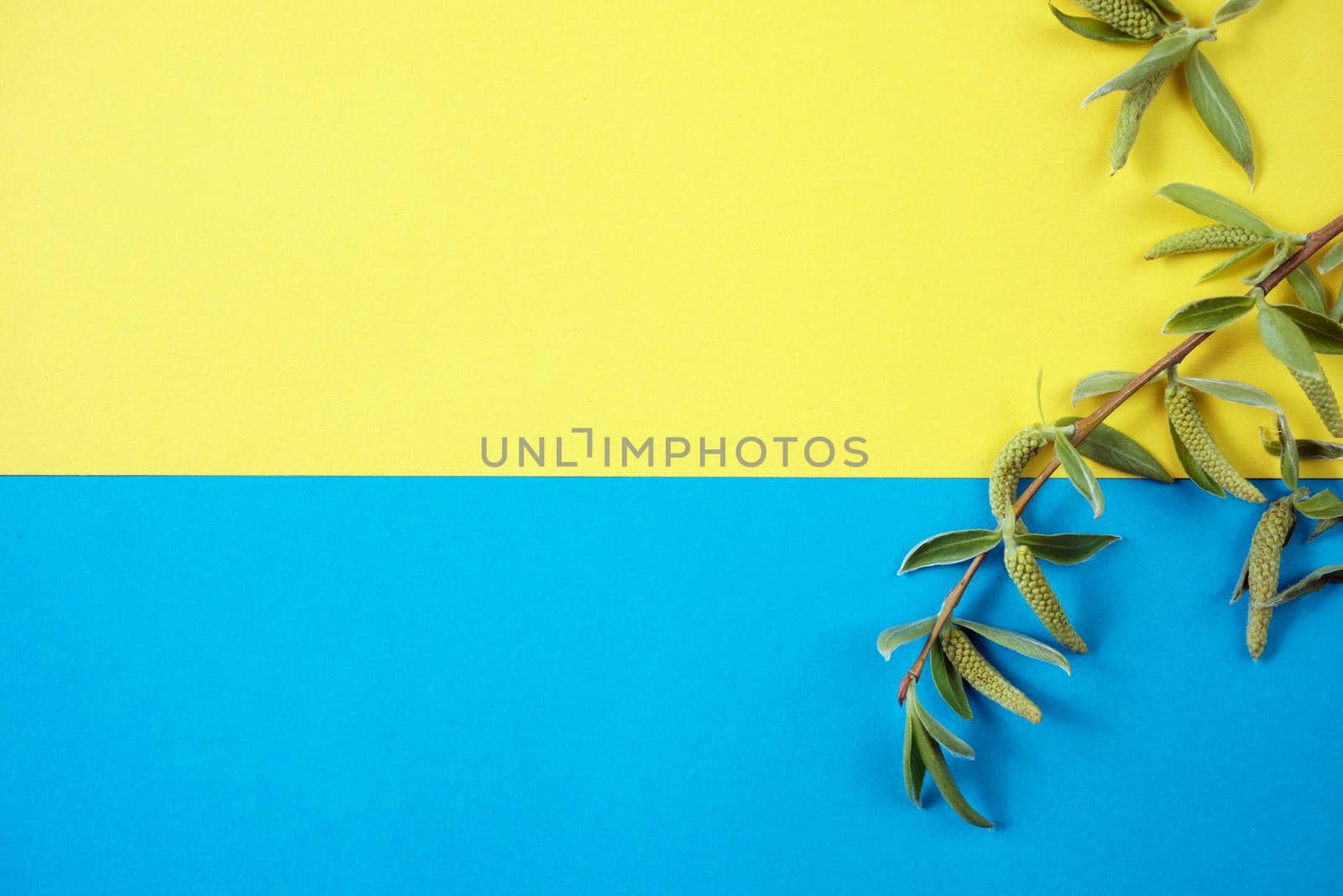 Spring flowers. Holiday card. White flowers of cherry on a blue and yellow background. Place for text, flat lay, top view, copy space