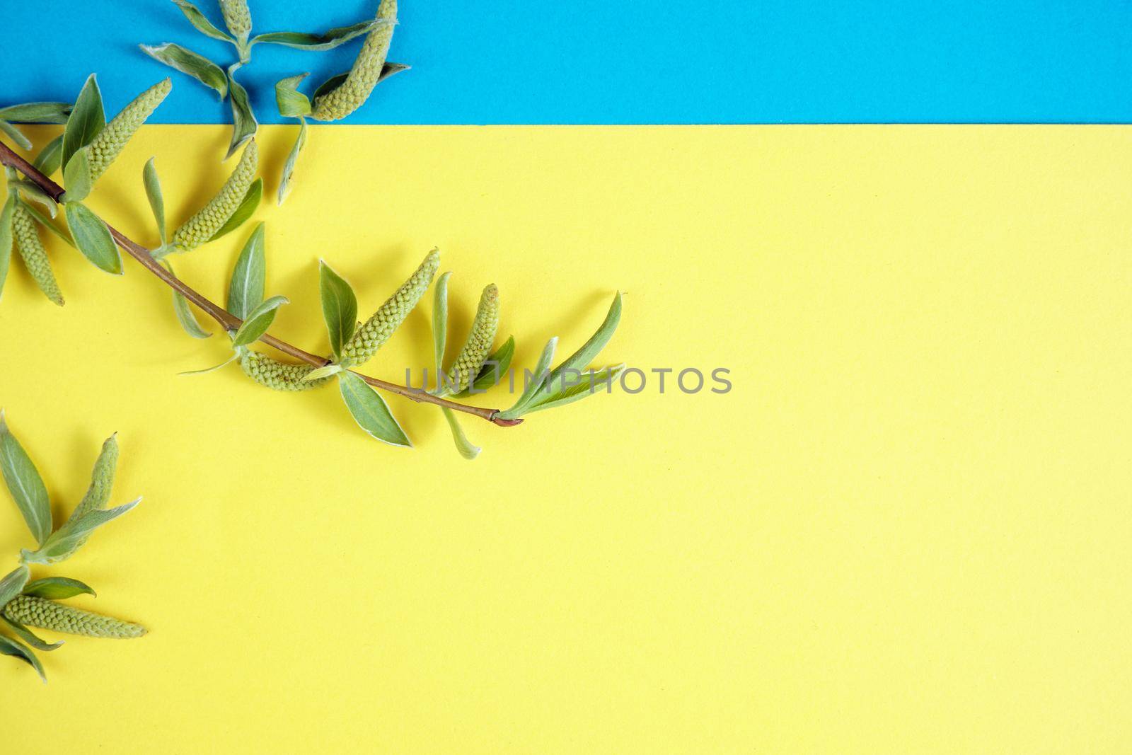 Spring flowers. Holiday card. White flowers of cherry on a blue and yellow background. Place for text, flat lay, top view, copy space