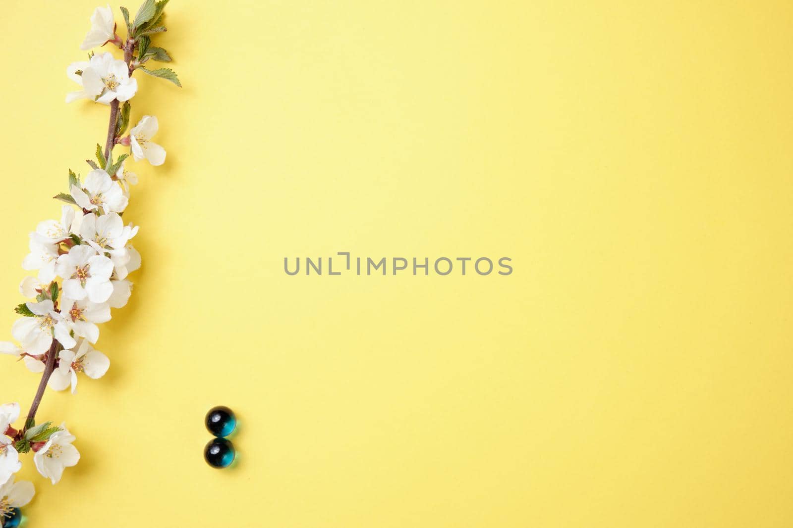 Spring flowers. Holiday card. White flowers of cherry on a blue and yellow background. Place for text, flat lay, top view, copy space