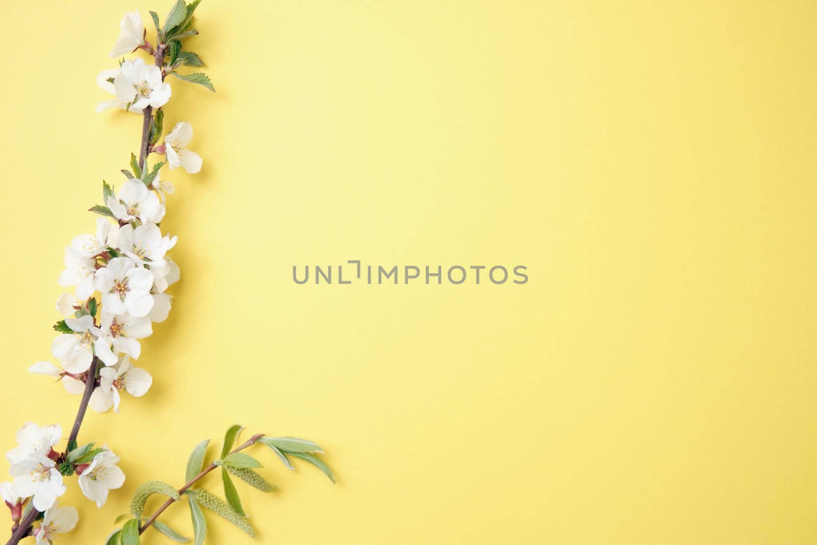 Spring flowers. Holiday card. White flowers of cherry on a blue and yellow background. Place for text, flat lay, top view, copy space