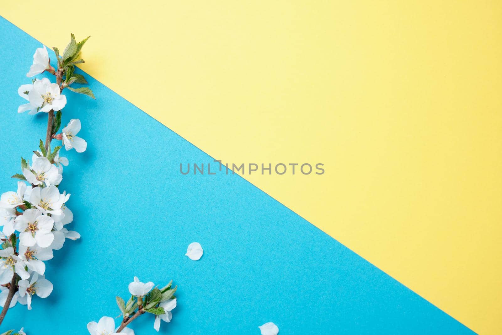 Spring flowers. Holiday card. White flowers of cherry on a blue and yellow background. Place for text, flat lay, top view, copy space