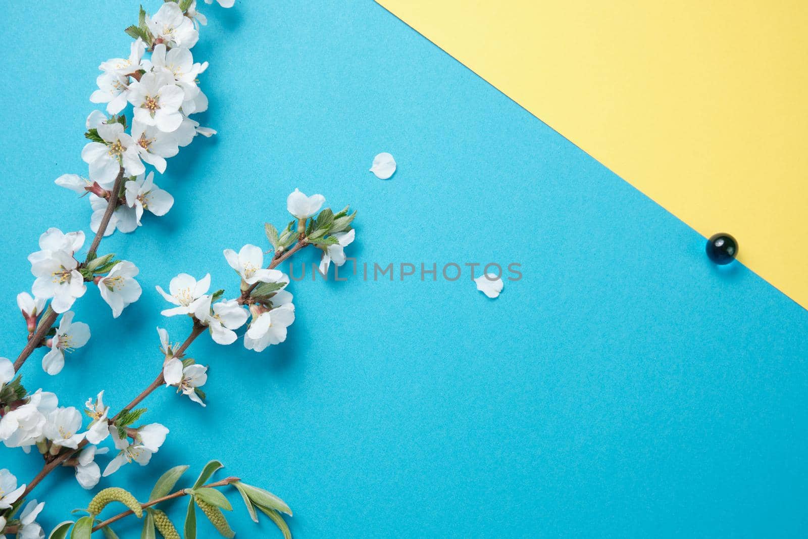 Spring flowers. Holiday card. White flowers of cherry on a blue and yellow background. Place for text, flat lay, top view, copy space