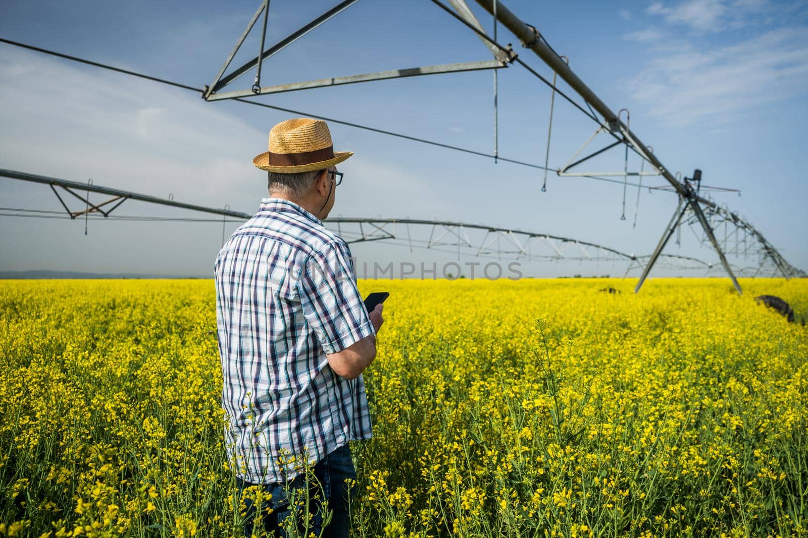 Senior farmer is standing in rapeseed field and examining plant crops.