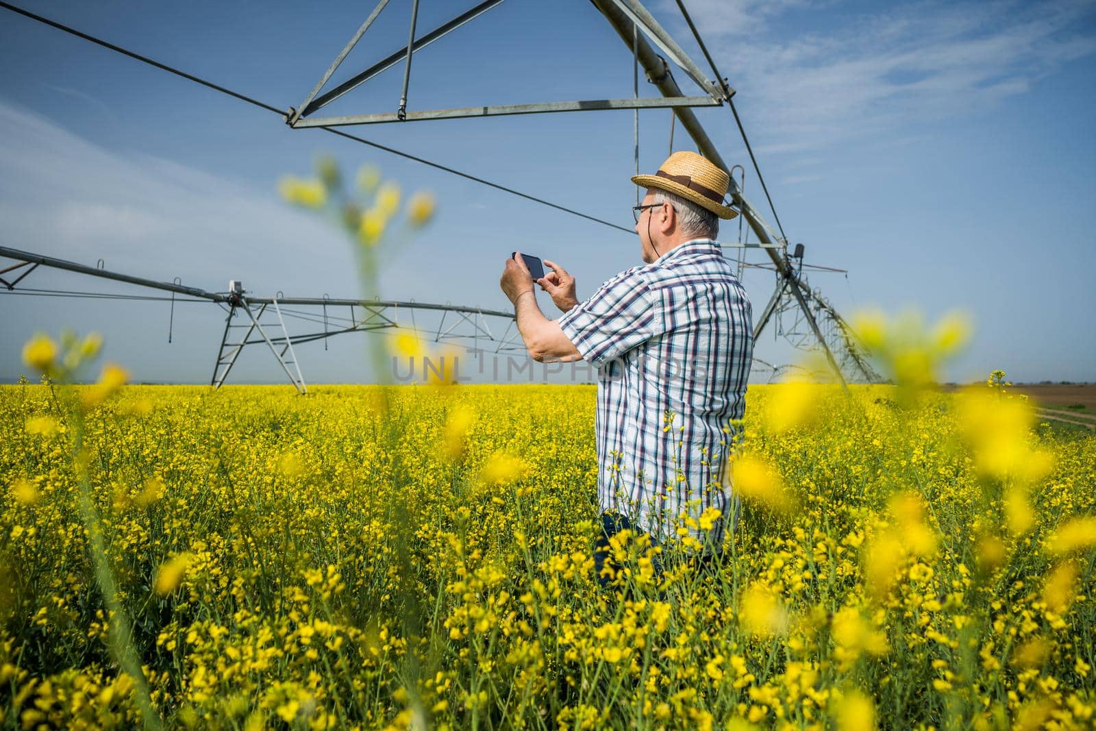 Senior farmer is standing in rapeseed field and examining plant crops.