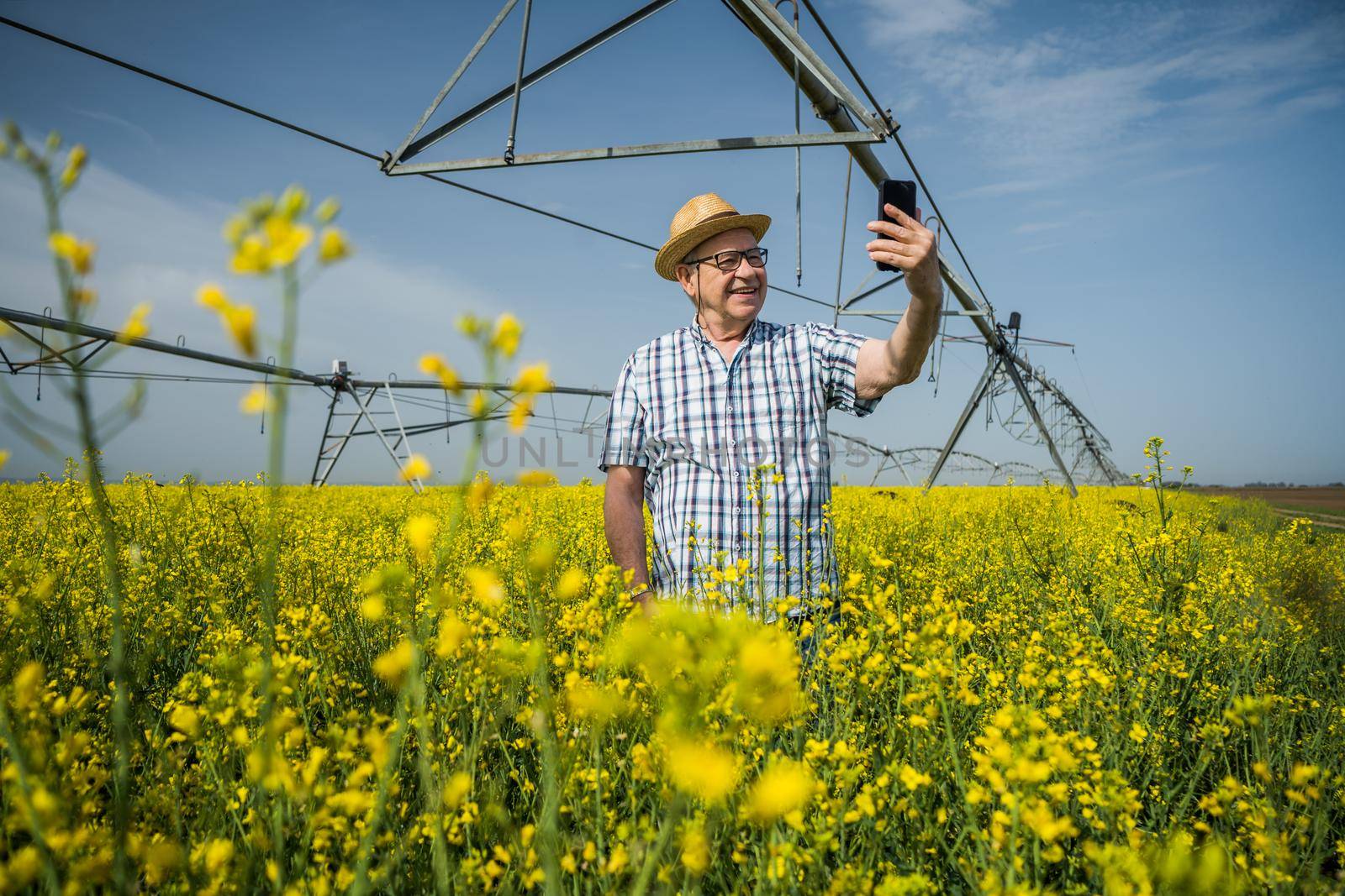 Proud senior farmer is standing in his rapeseed field and taking pictures of his plantation.