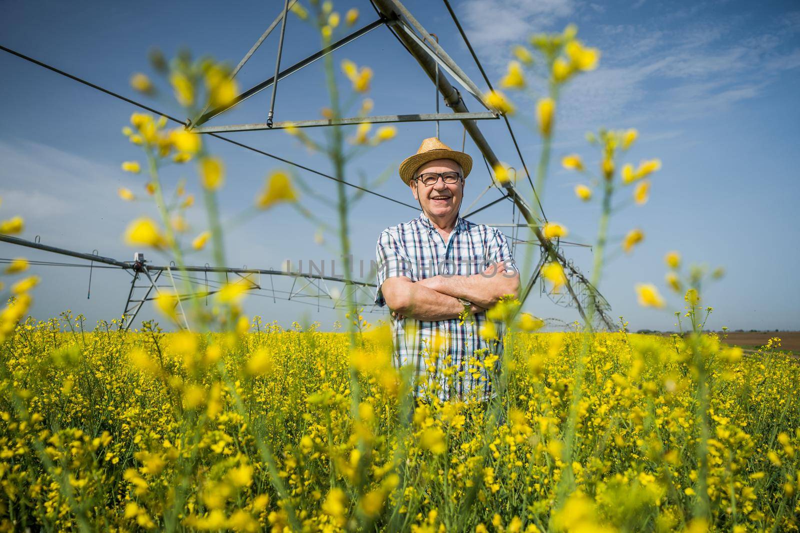 Proud senior farmer is standing in his rapeseed field.