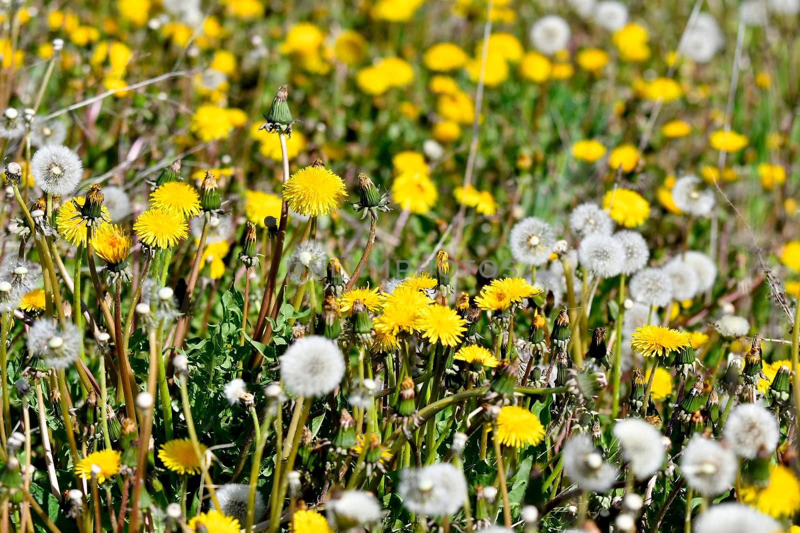 meadow of dandelion flowers in spring in Germany by Jochen