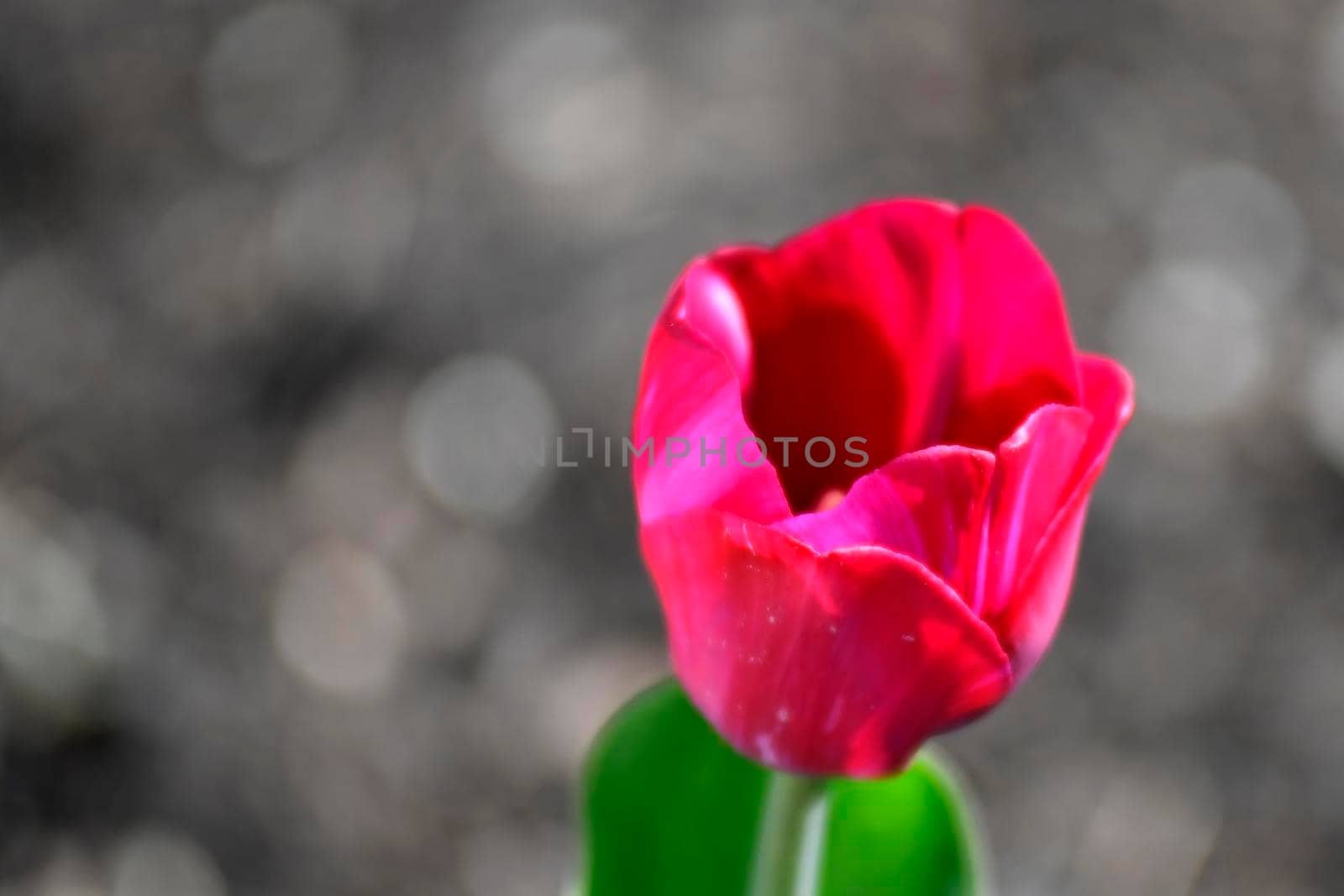 tulip flower with blurred background by Jochen