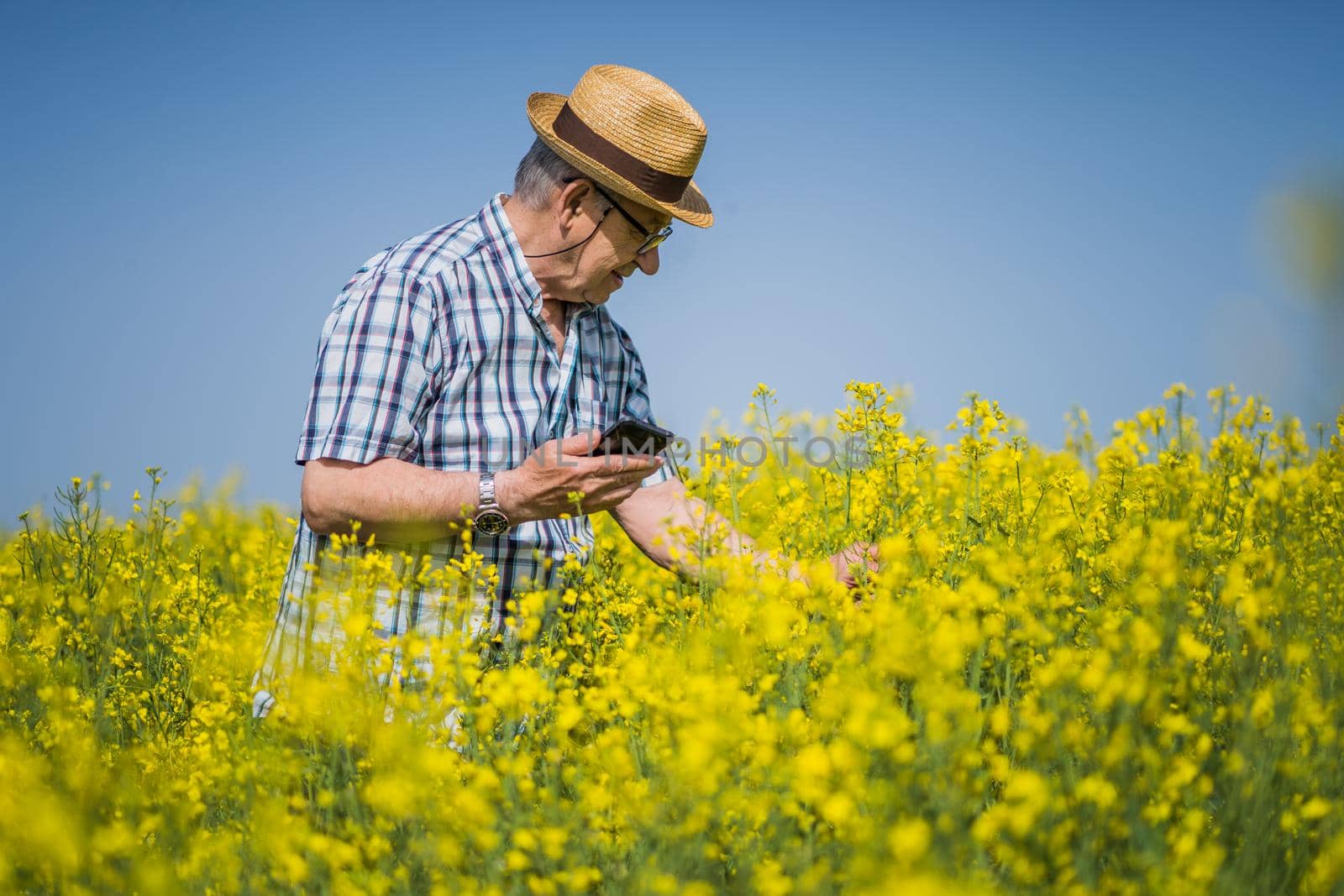 Senior farmer is standing in rapeseed field and examining plant crops.