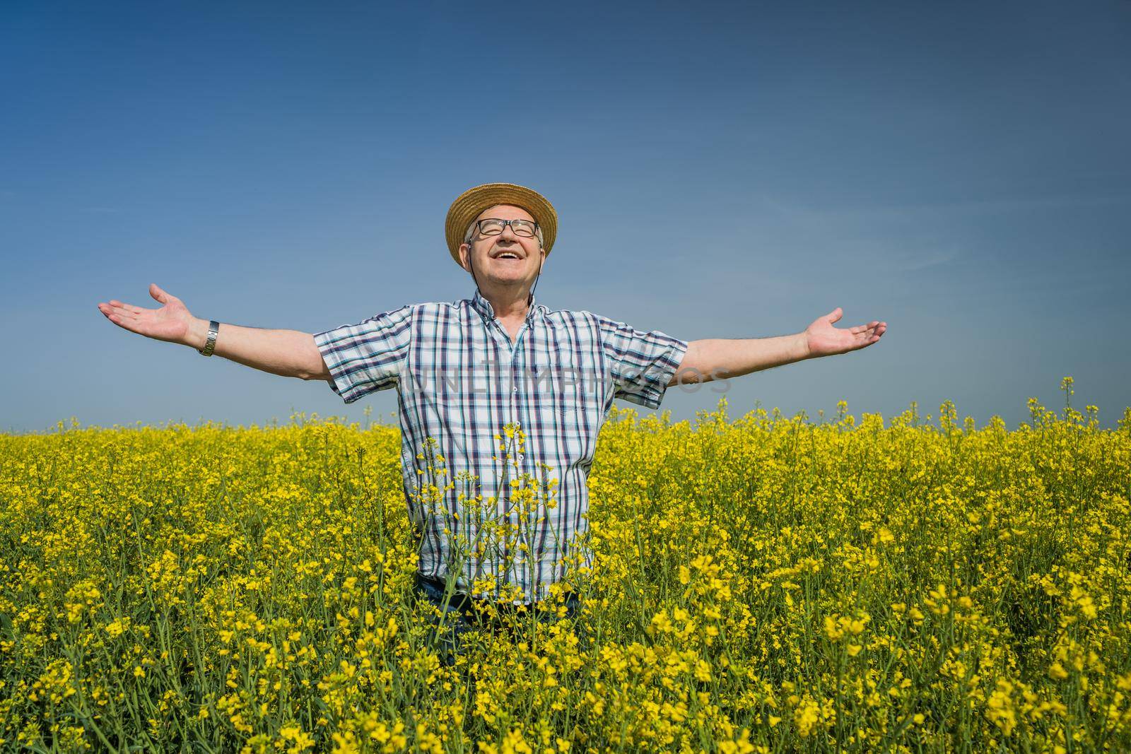 Proud senior farmer is standing in his rapeseed field. He is cheerful and enjoying the sun.