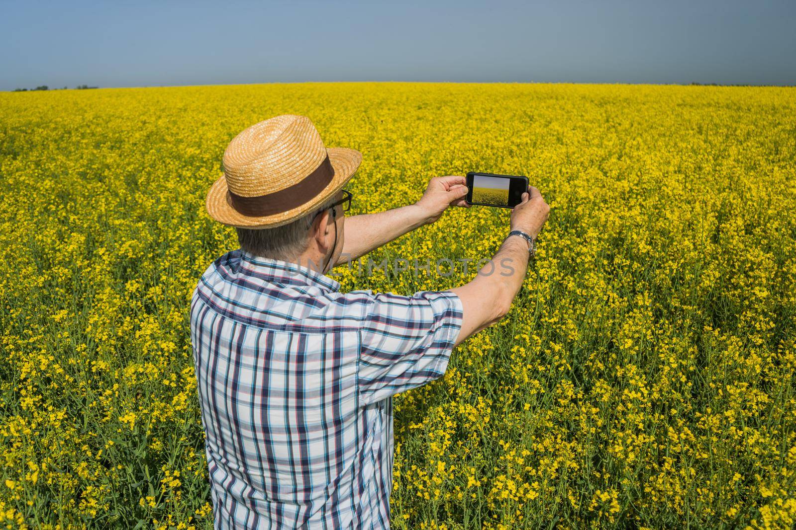 Proud senior farmer is standing in his rapeseed field and taking pictures of his plantation.