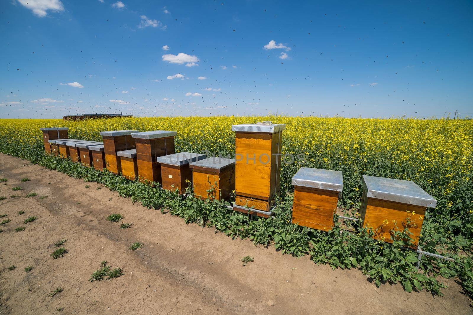 Beehives by djoronimo