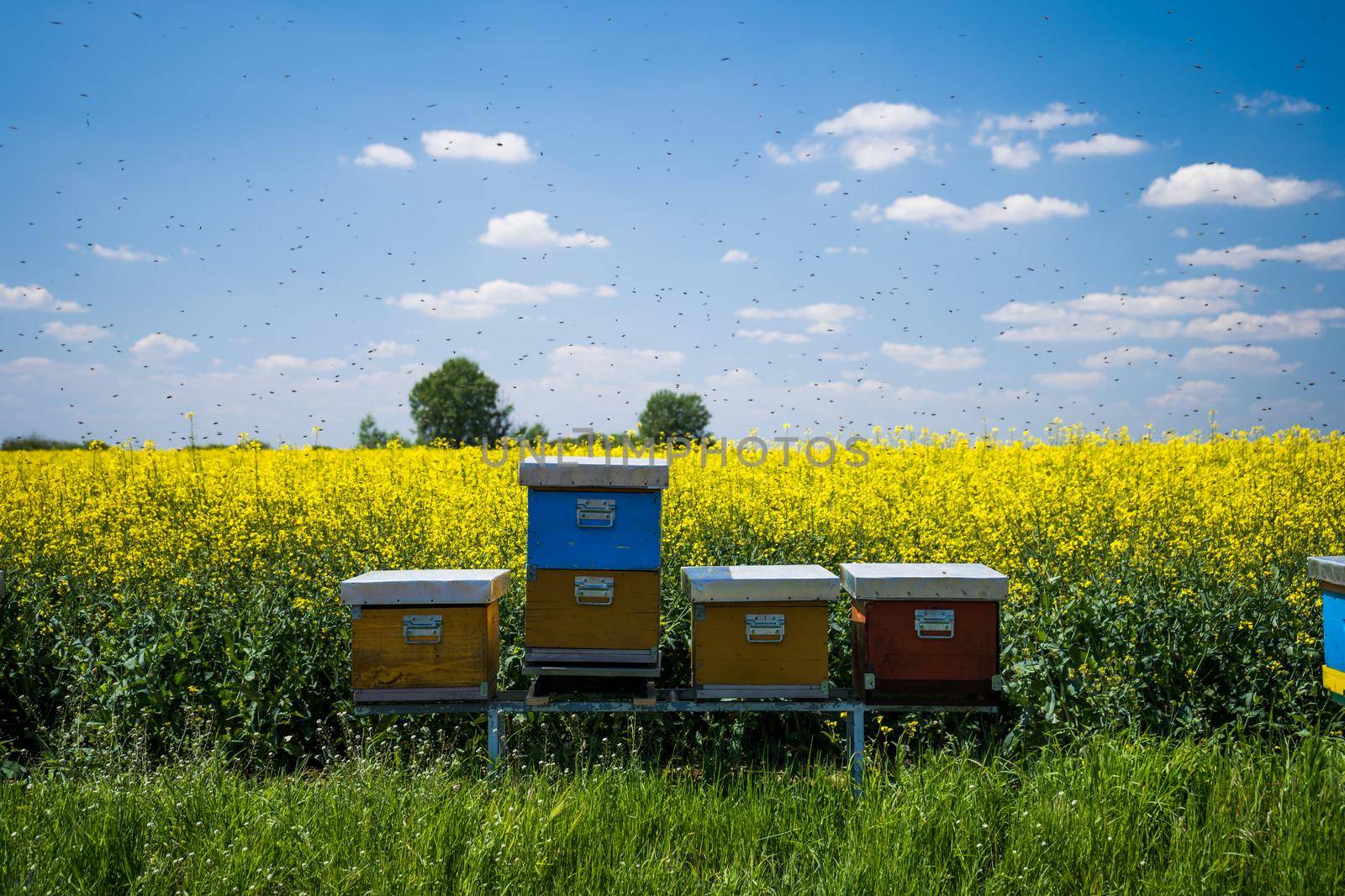 Beehives by djoronimo