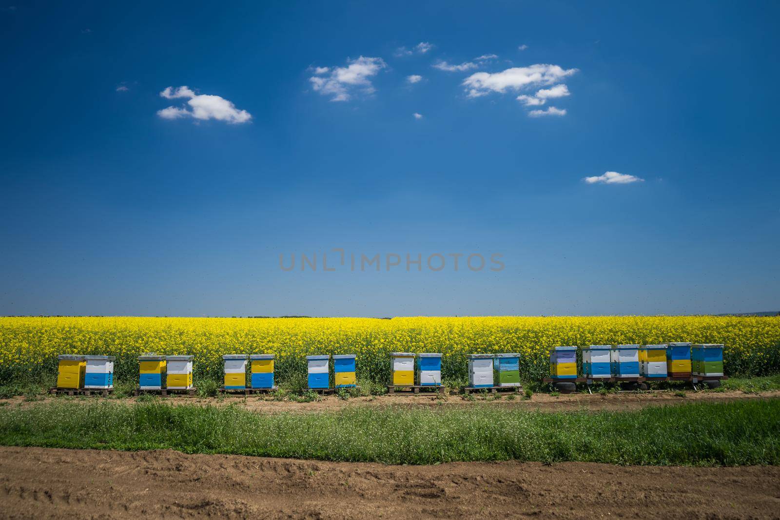 Rapeseed field and beehives on sunny day.