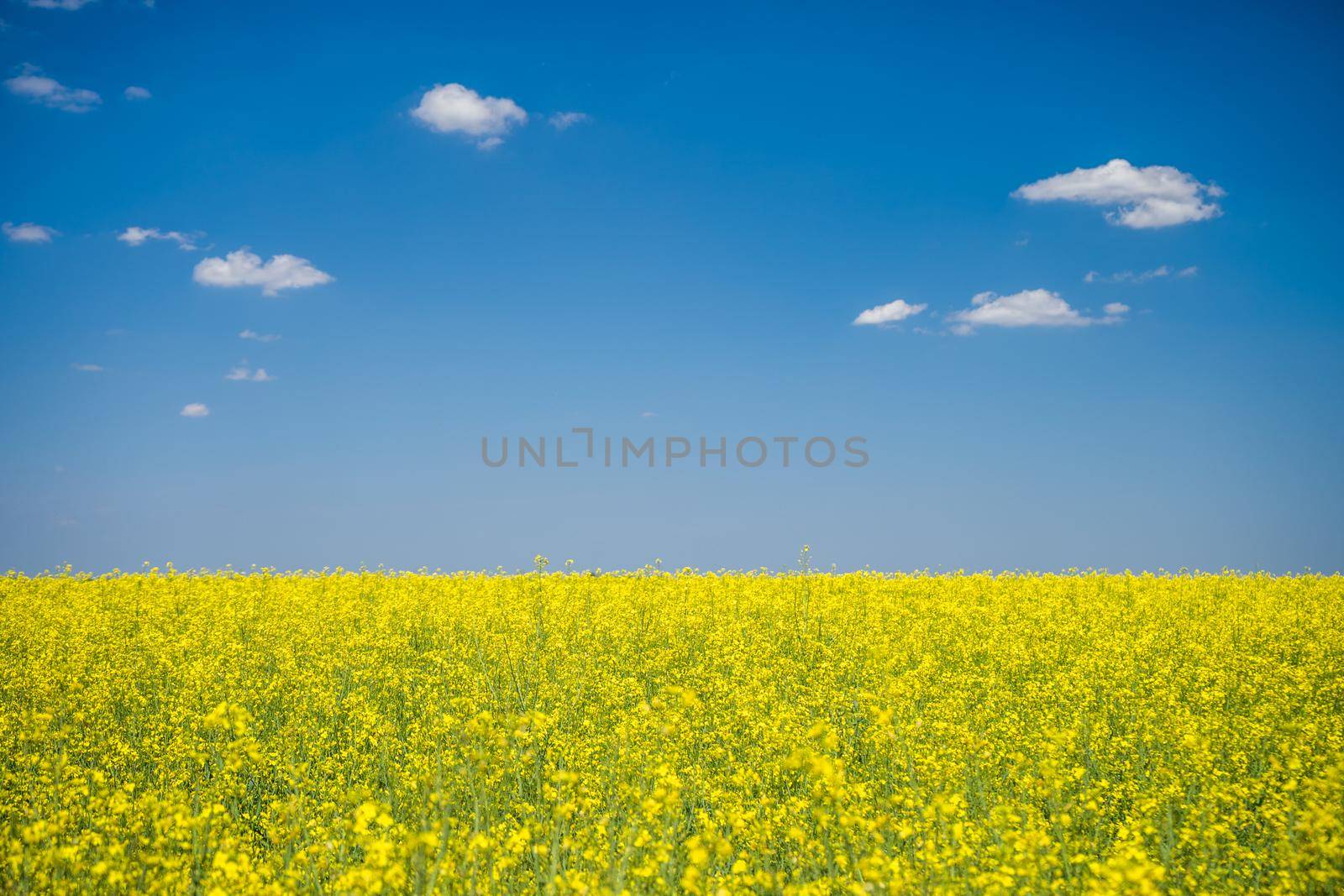 Oilseed rape field in blossom on sunny day.