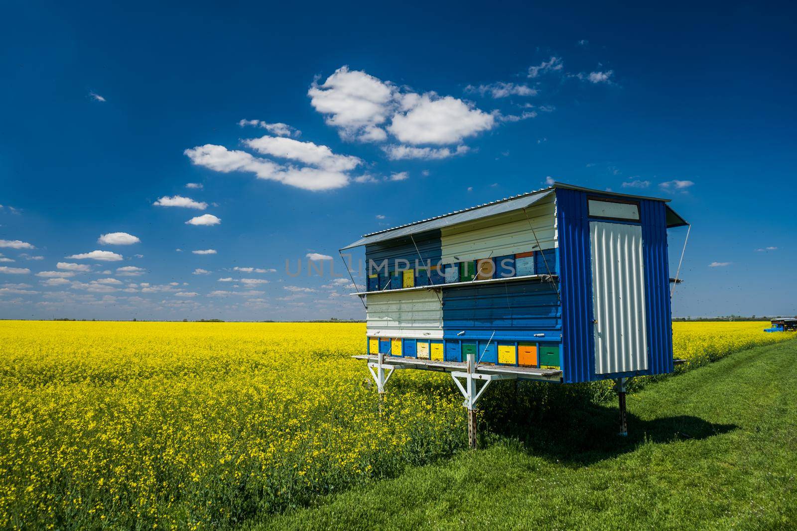 Rapeseed field and beehives on sunny day.