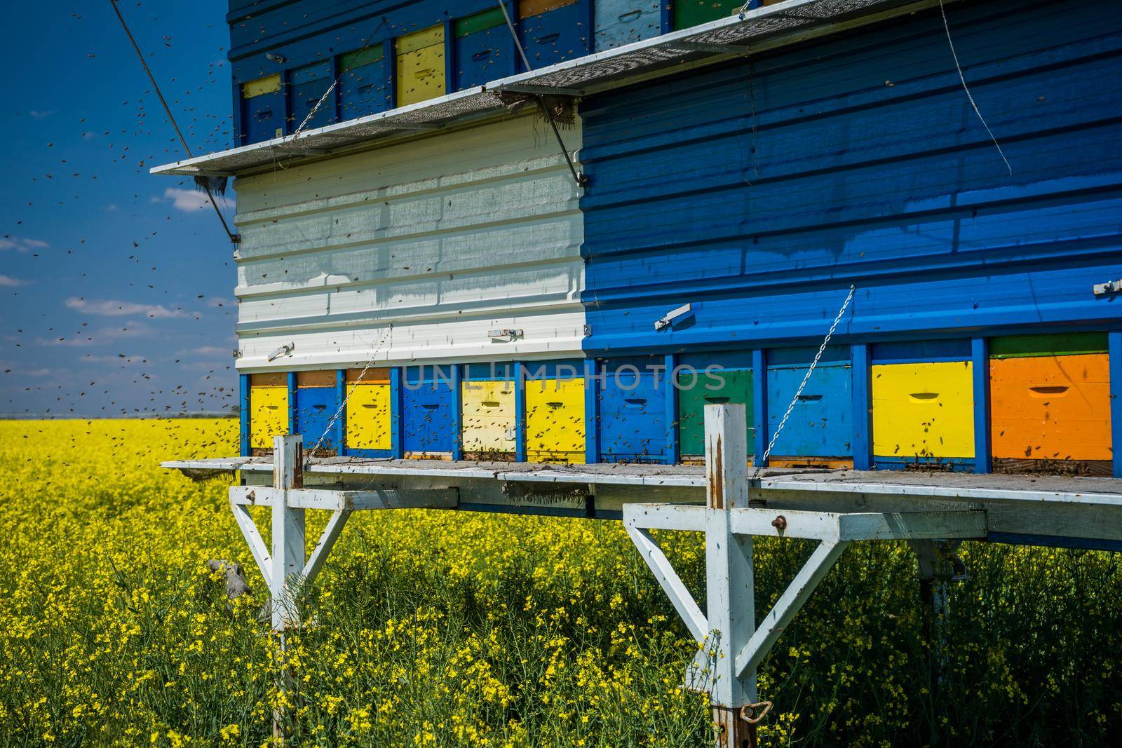 Rapeseed field and beehives on sunny day.