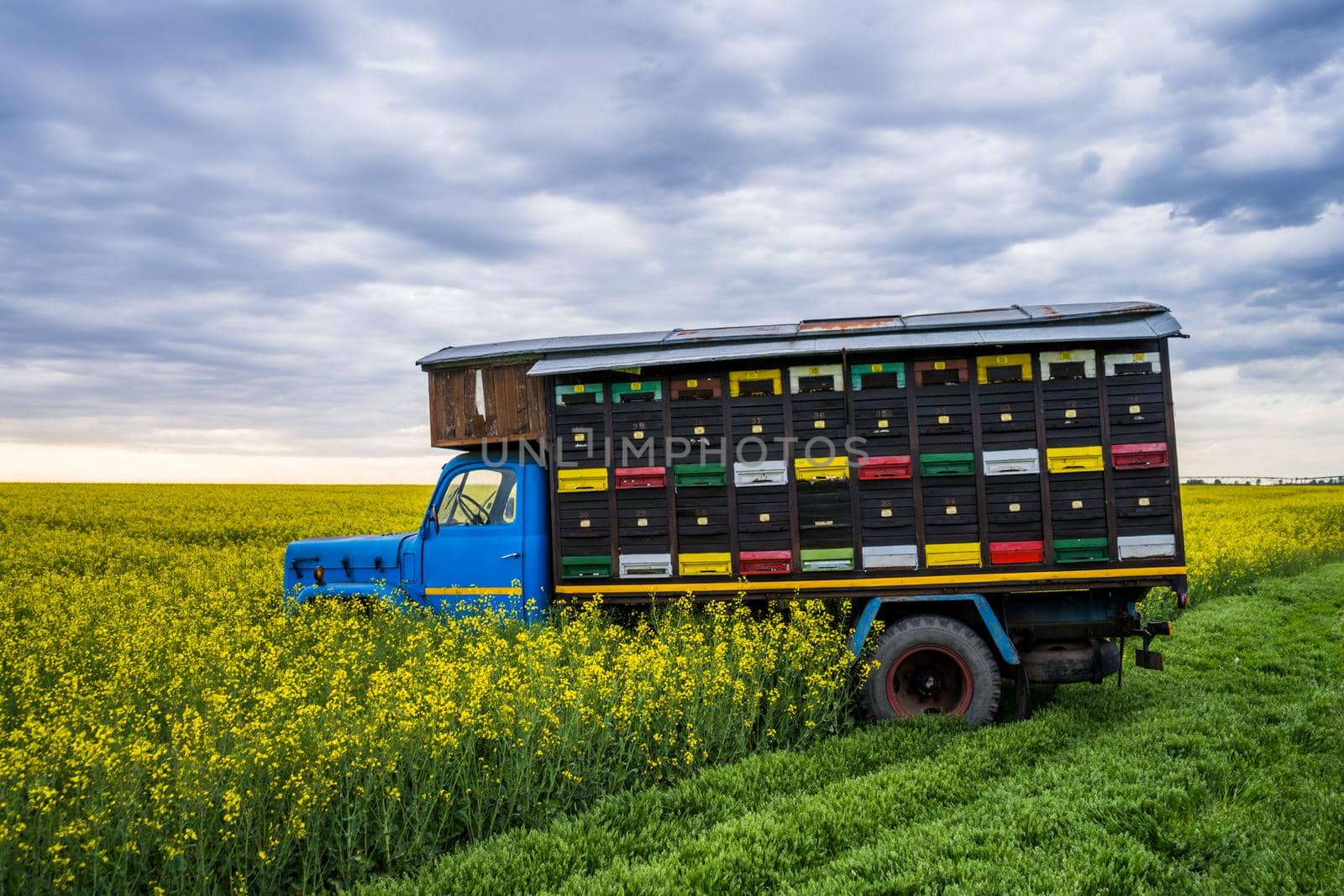 Rapeseed field and beehives on truck on cloudy day.