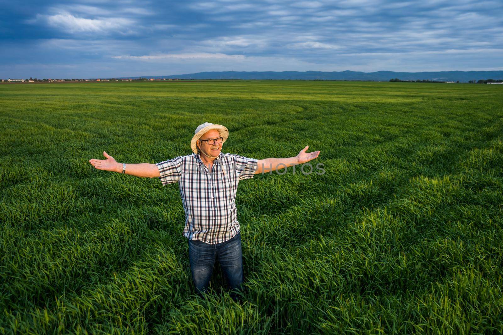 Proud senior farmer is standing in his barley field and enjoying sunset.