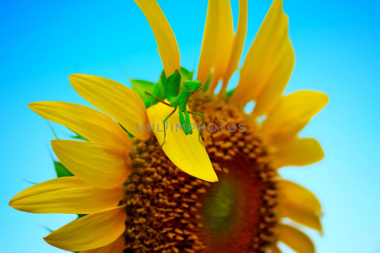 Sunflower with grasshoppers.
