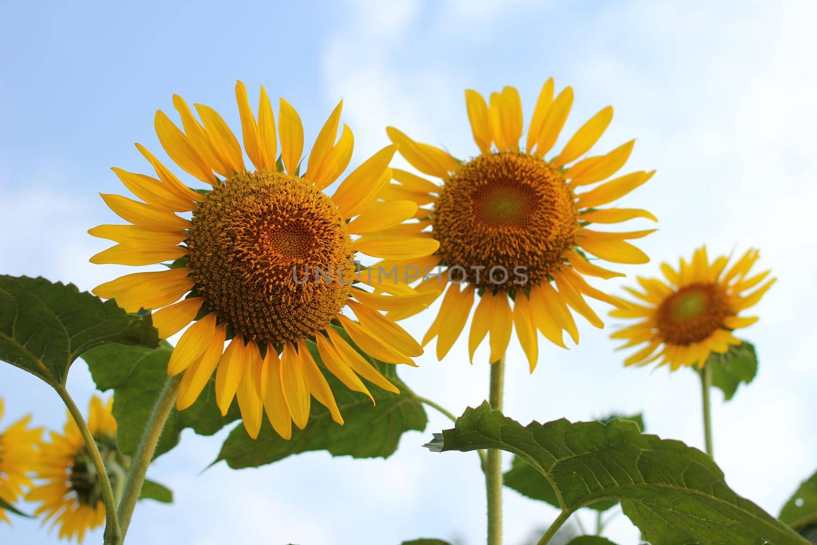 sunflowers at the field in summer