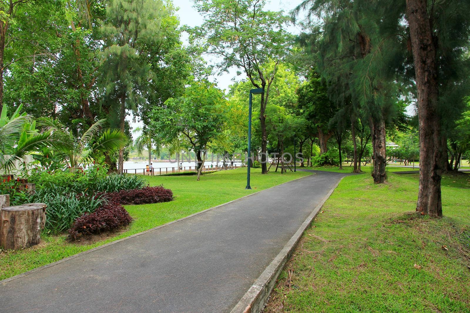 Green park with trees, pathway to health.