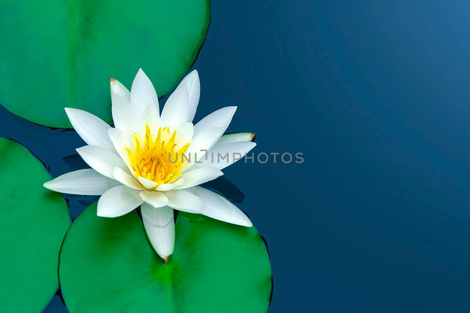 White lotus with green leaves on blue water.
