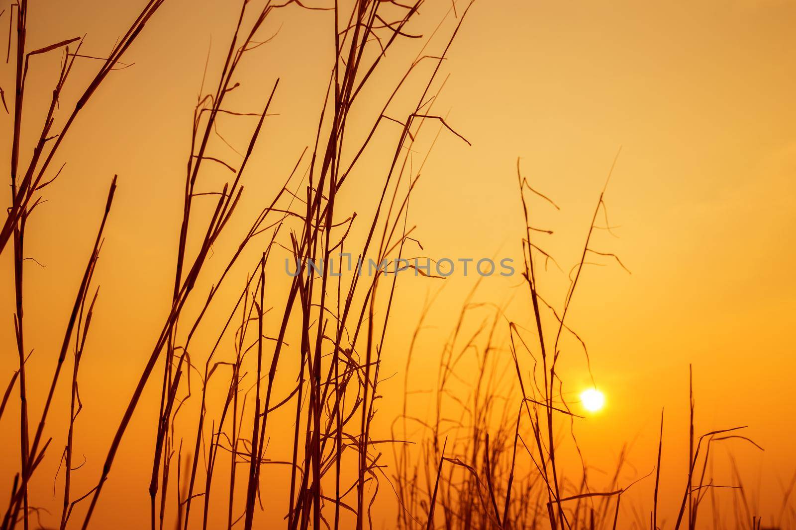 Prairie sky and sun in the evening.