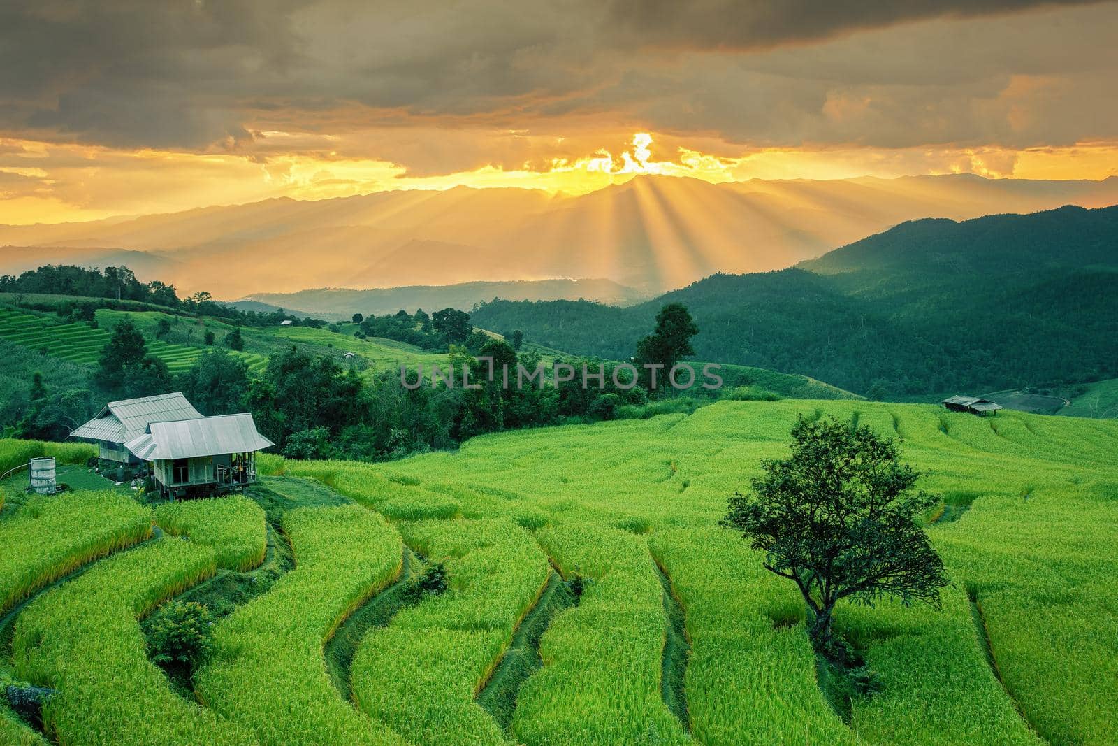 Rice field on the mountain with background lighting in the evening. "Pah Pong Piang" Thailand