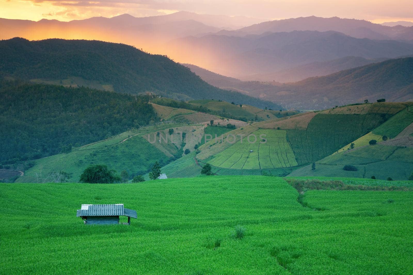 Rice field on the mountain with background lighting in the evening. "Pah Pong Piang" Thailand