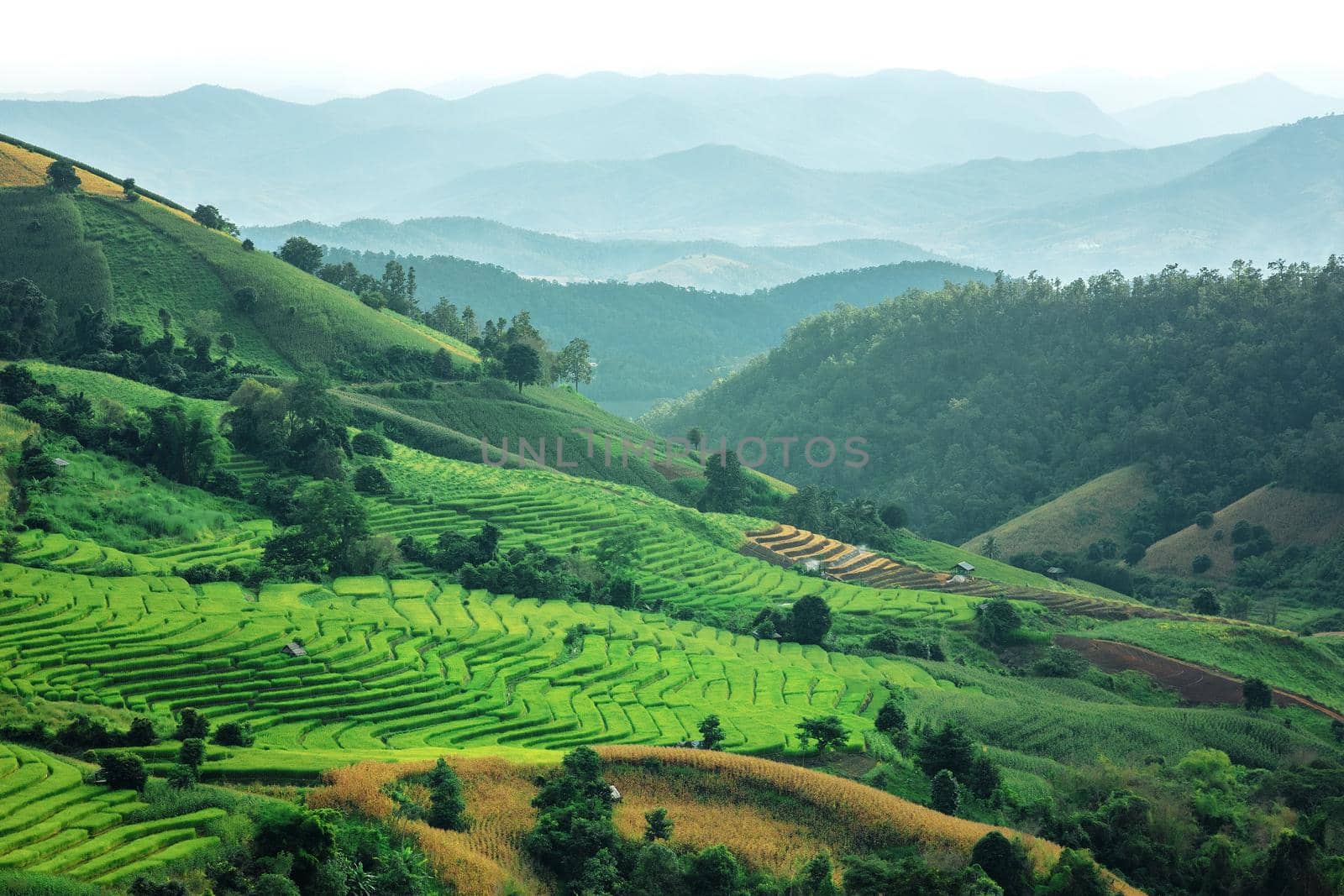 Green Terraced Rice Field in PA bong piang Chiangmai, Thailand