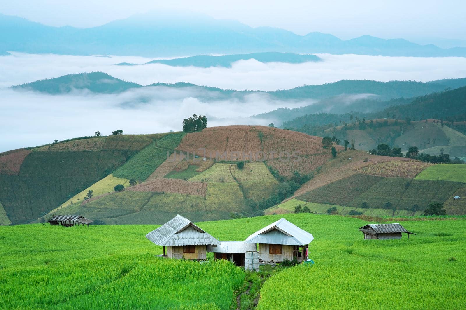 Rice field on the mountain  "Pah Pong Piang" Thailand