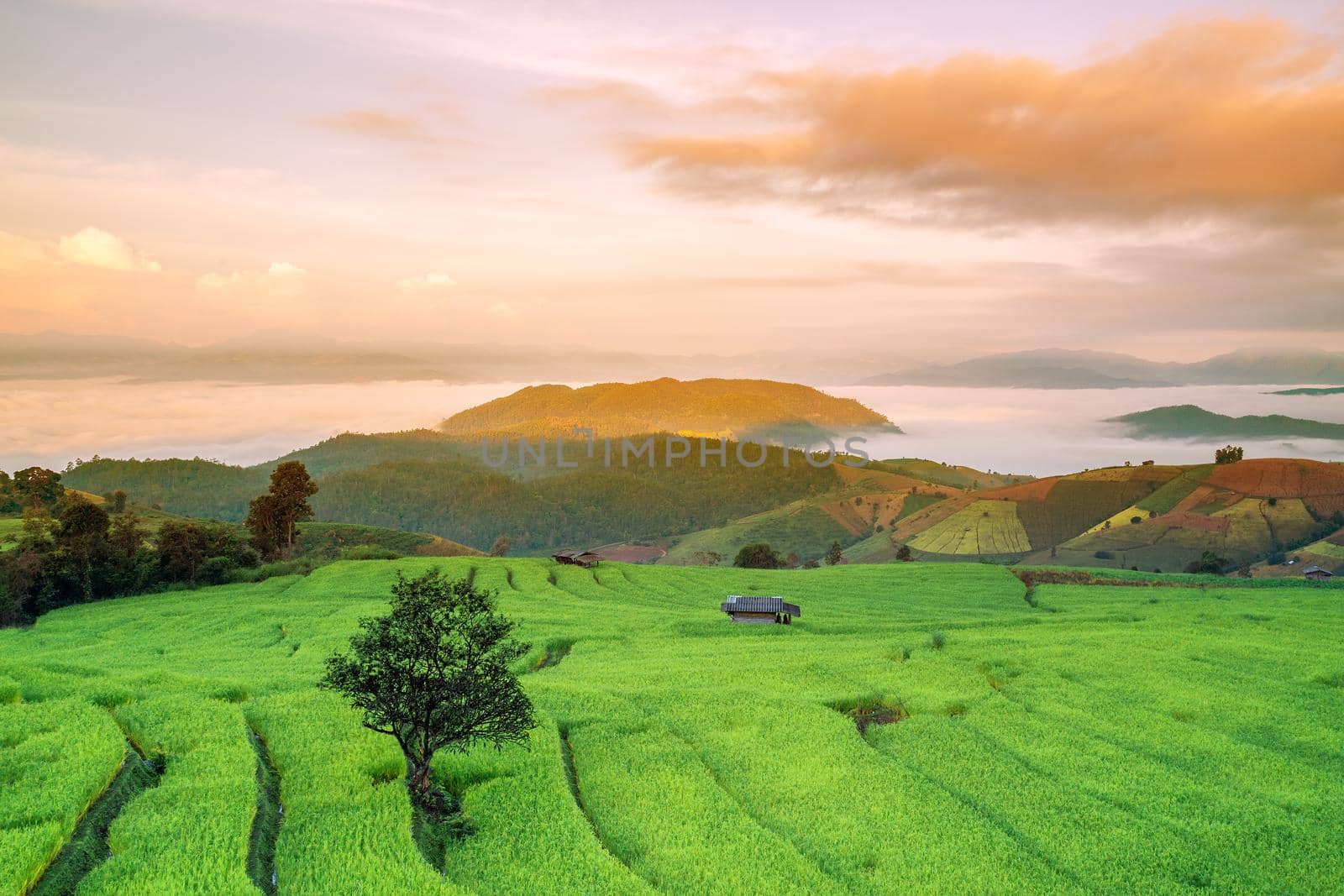 Beautiful morning scenery With the countryside, farmland, planting rice on the hillside