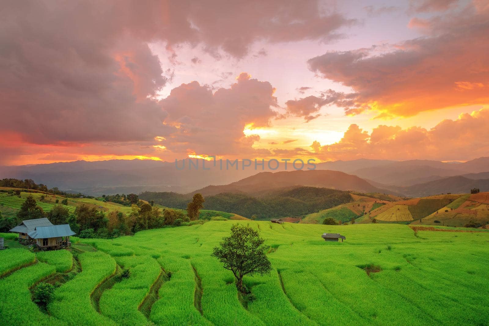 Rice field on the mountain with background lighting in the evening. "Pah Pong Piang" Thailand