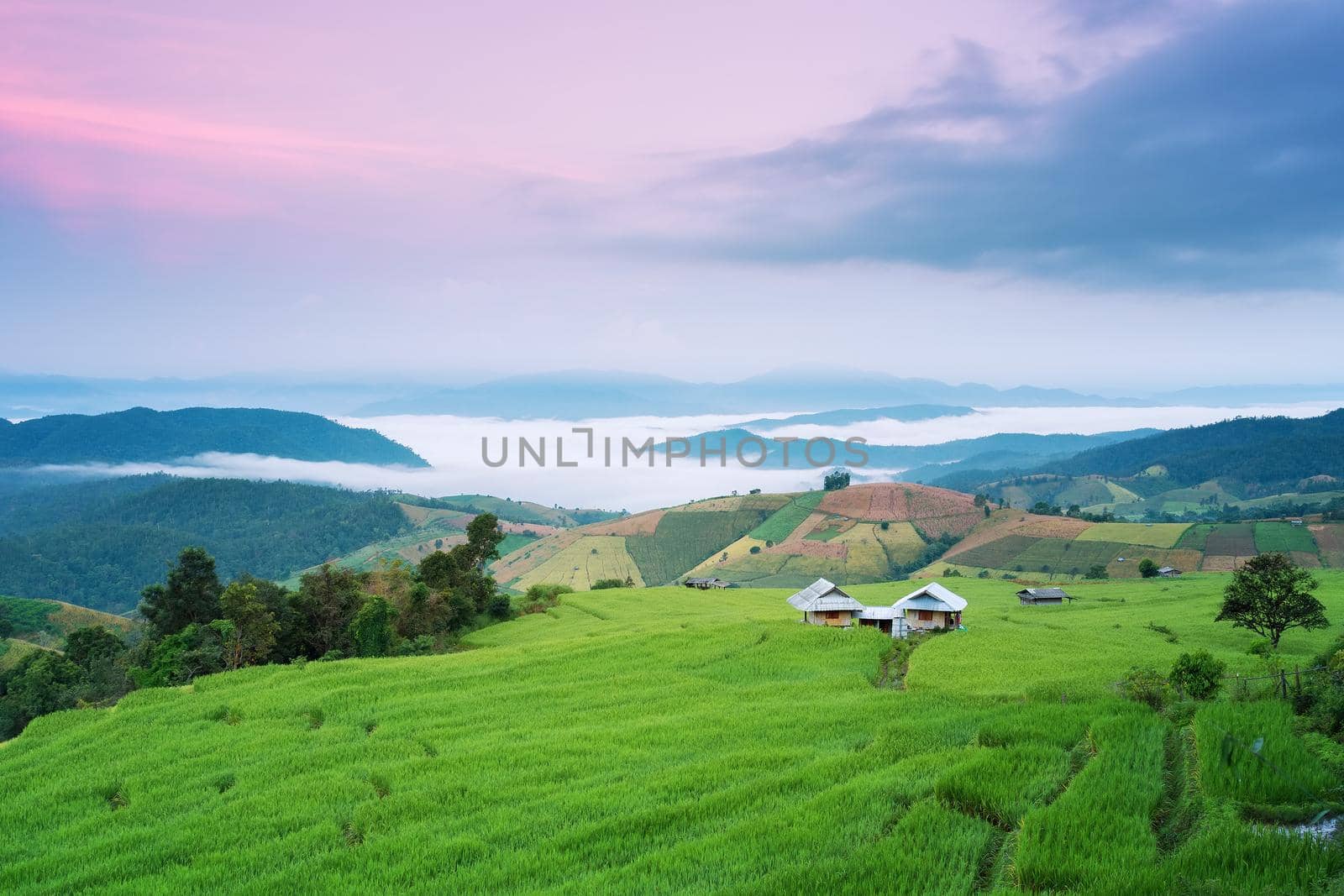 Rice field on the mountain. "Pah Pong Piang" Thailand