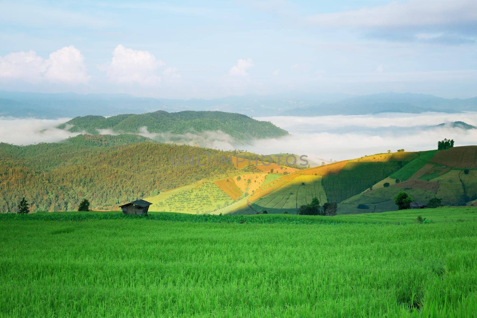 Rice field on the mountain. "Pah Pong Piang" Thailand