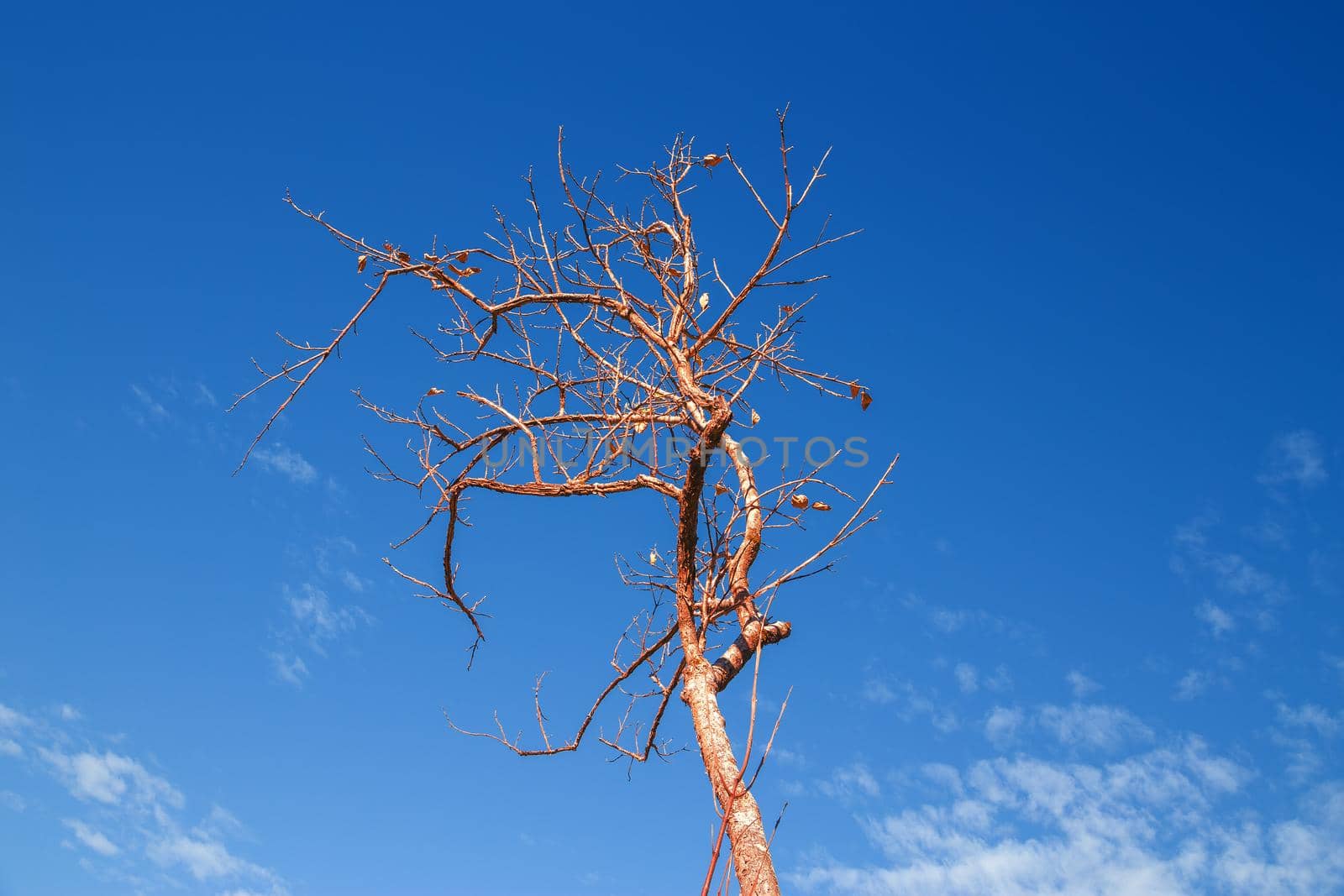 Leafless tree There are many branches on a clear day.