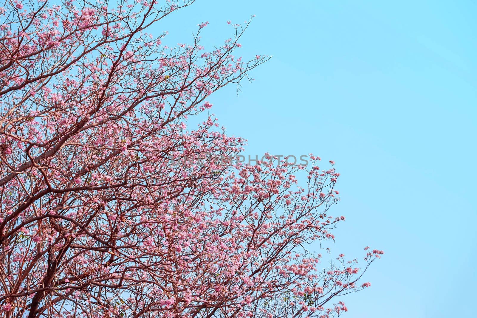 Pink Pantip blossom flowers on the tree.