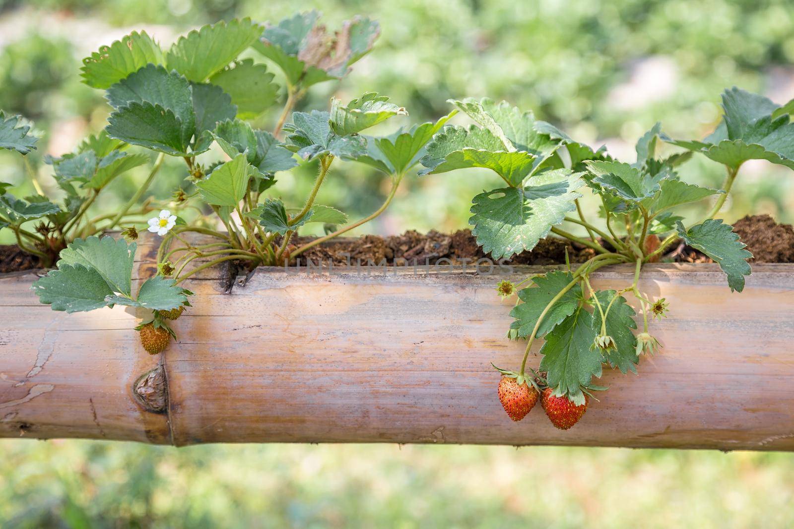 beautiful fresh wild strawberry in a home warden with a green berry and a bloom for different stages of growth
