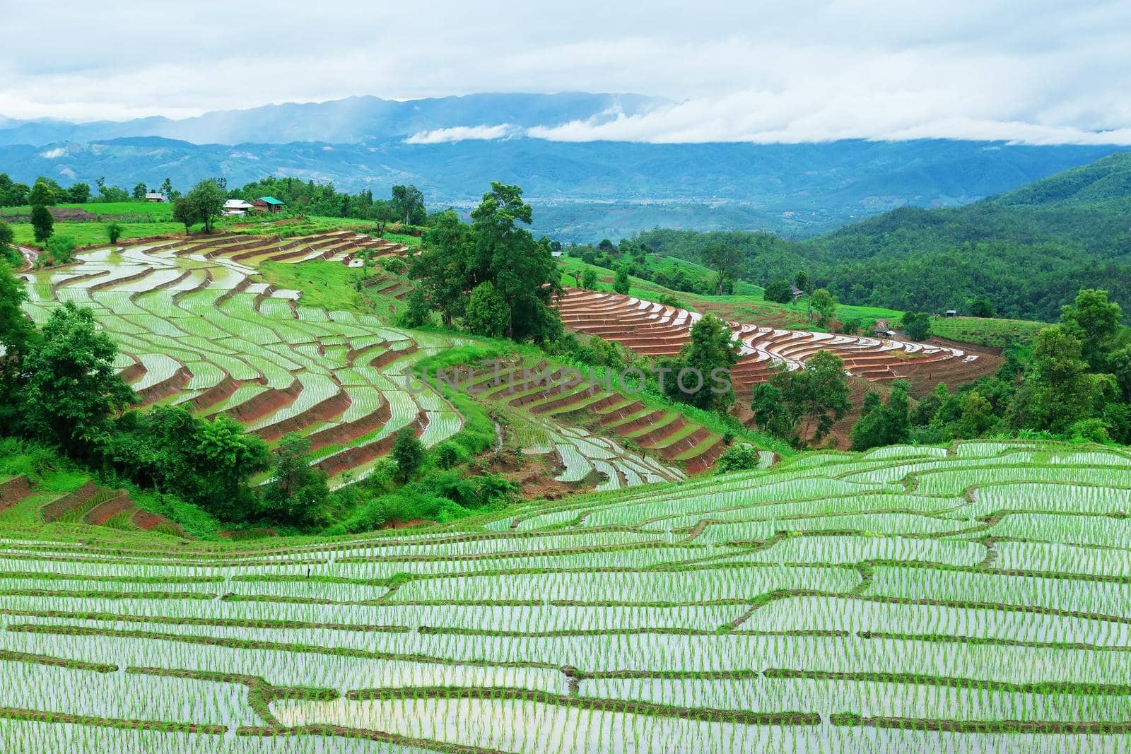 Green Terraced Rice Field in Pa Pong Pieng , Mae Chaem, Chiang Mai, Thailand