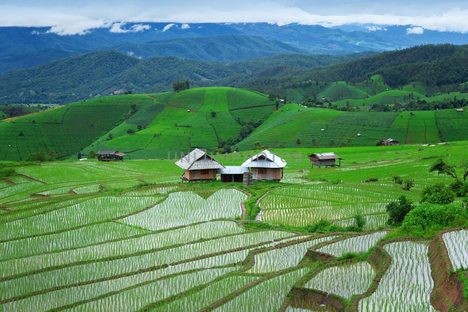 Green Terraced Rice Field in Pa Pong Pieng , Mae Chaem, Chiang Mai, Thailand