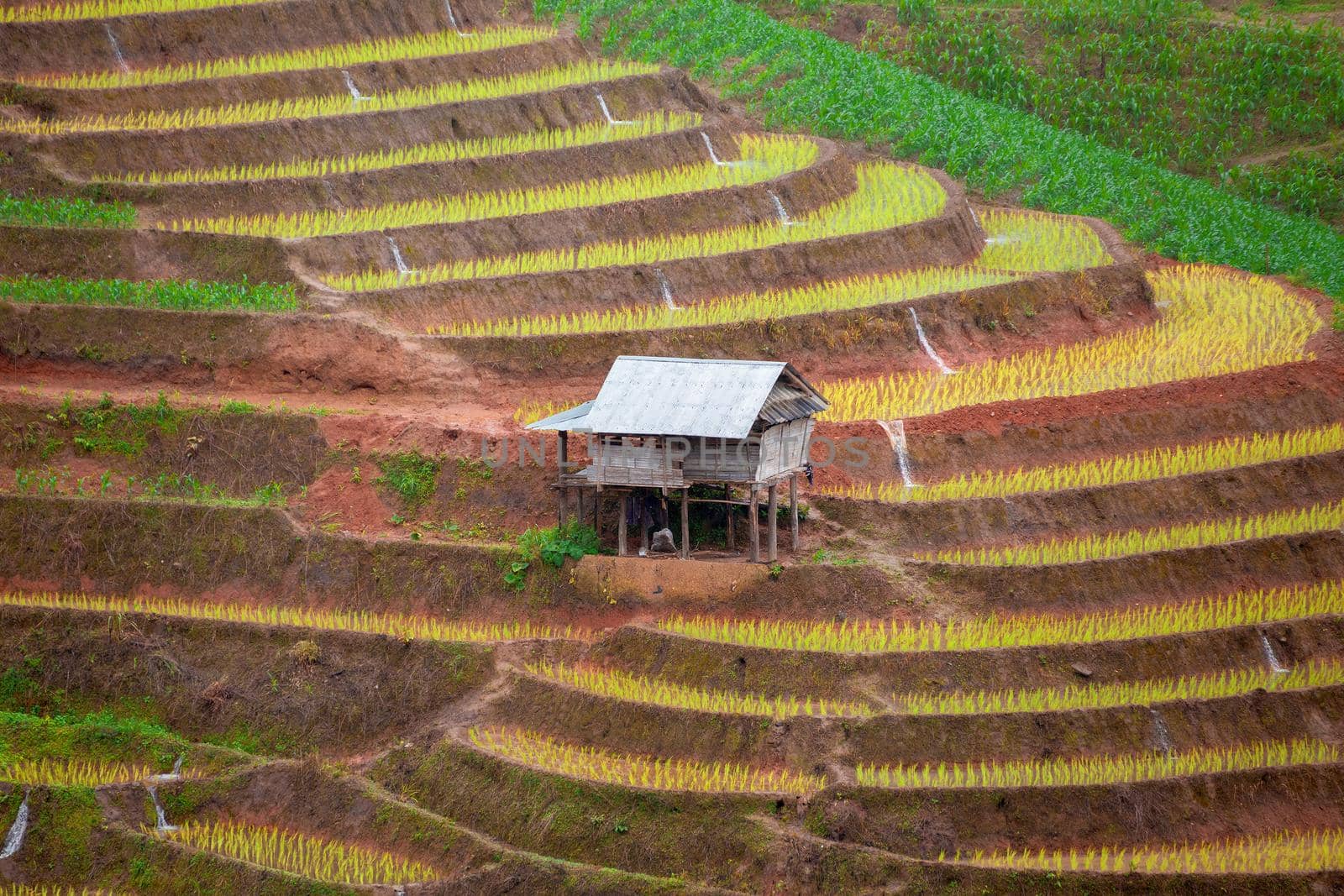 Green Terraced Rice Field in Pa Pong Pieng , Mae Chaem, Chiang Mai, Thailand