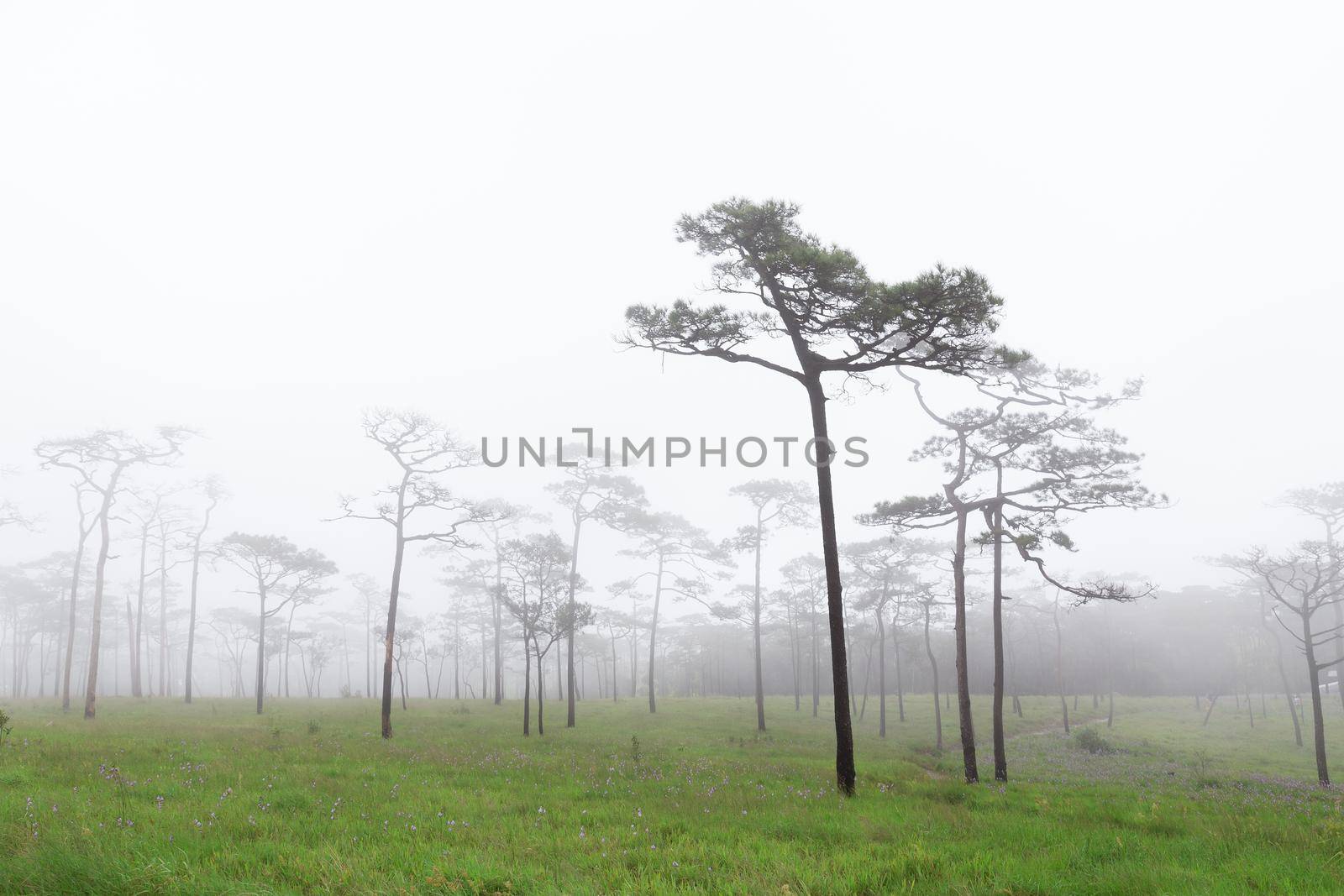 Phu SOI DAO National Park at Uttaradit province, Thailand/Misty forest with flowers on the ground